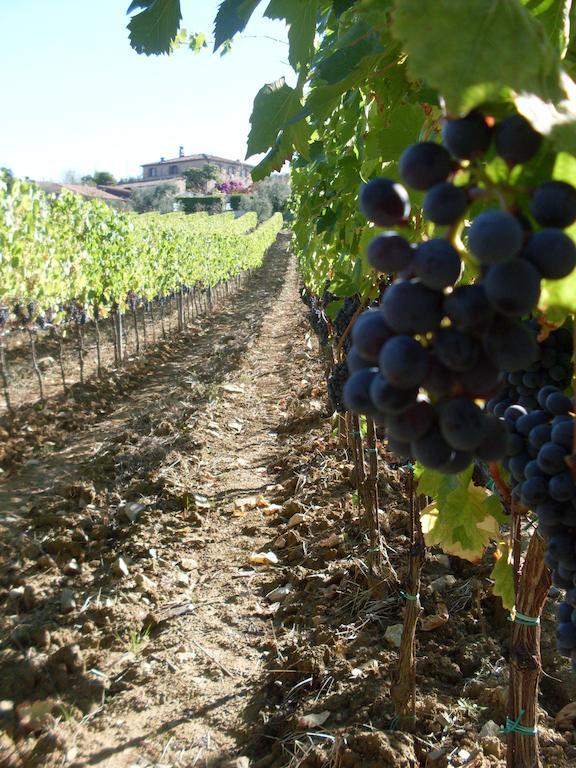 Agriturismo Amina, Winery & Hiking Vagliagli Buitenkant foto