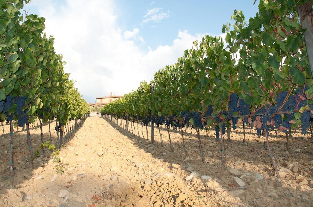 Agriturismo Amina, Winery & Hiking Vagliagli Buitenkant foto